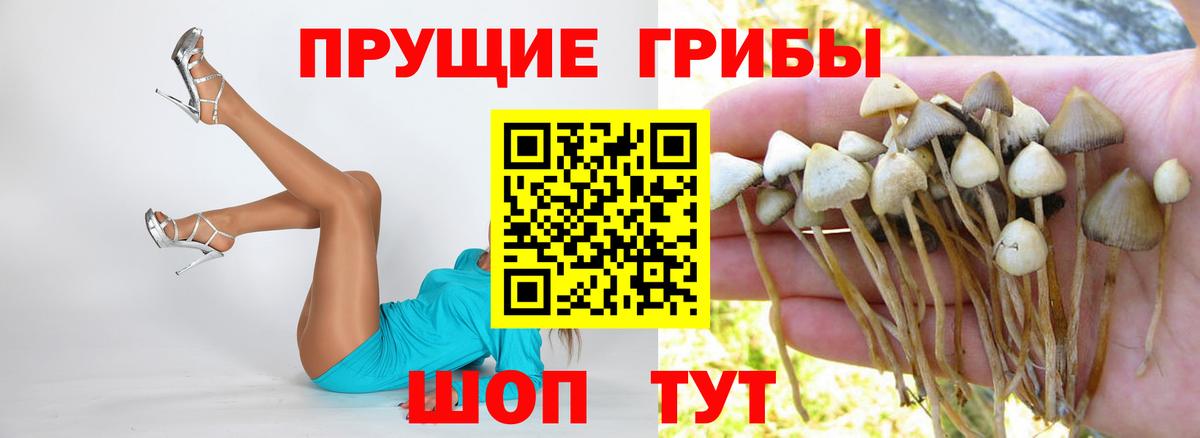 Псилоцибиновые грибы прущие грибы  Псилоцибиновые грибы Magic Shrooms  Вход с VPN  Вологда 